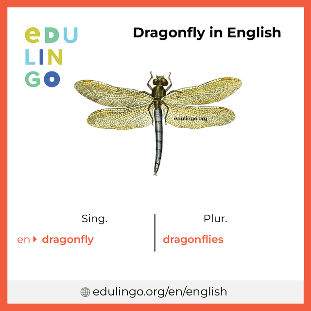 Dragonfly in English vocabulary picture with singular and plural for download and printing