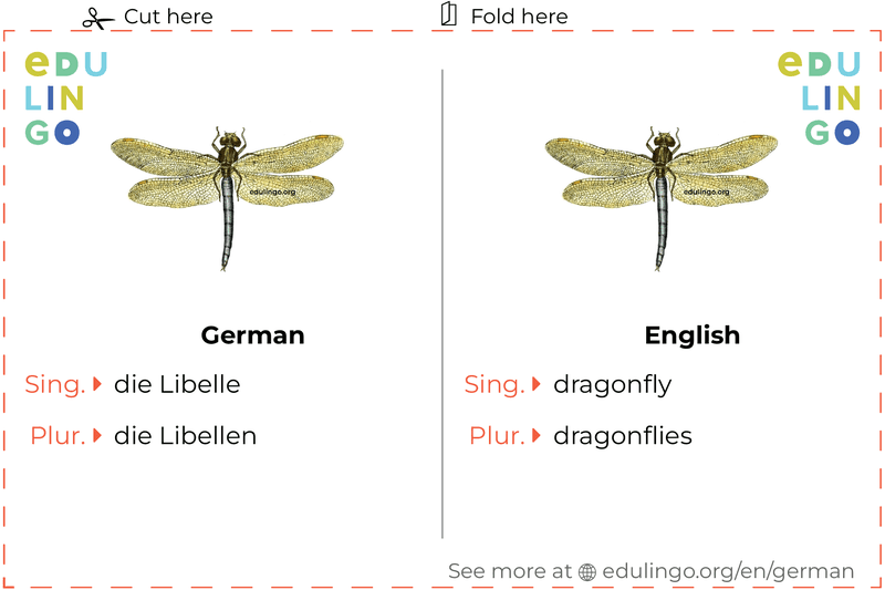 Dragonfly in German vocabulary flashcard for printing, practicing and learning