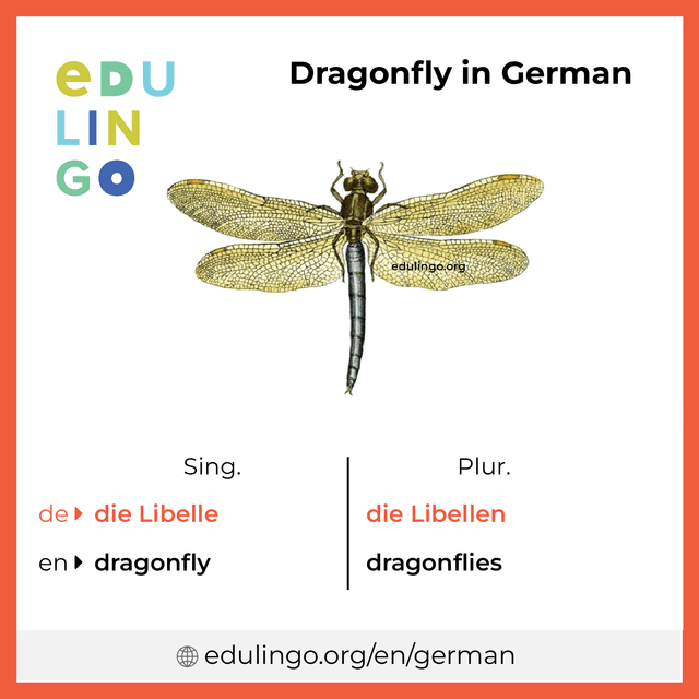 Dragonfly in German vocabulary picture with singular and plural for download and printing