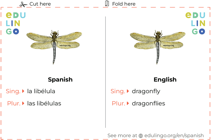 Dragonfly in Spanish vocabulary flashcard for printing, practicing and learning