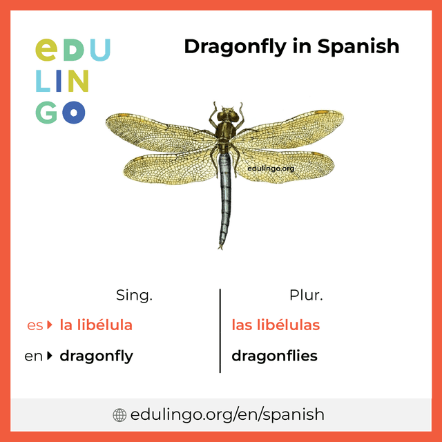 Dragonfly in Spanish vocabulary picture with singular and plural for download and printing
