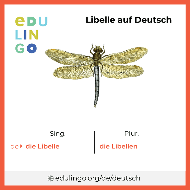 Libelle auf Deutsch Vokabelbild mit Singular und Plural zum Herunterladen und Ausdrucken