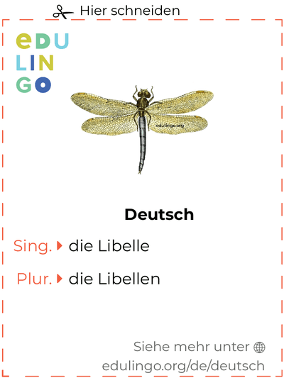 Libelle auf Deutsch Vokabelkartei zum Ausdrucken, Üben und Lernen