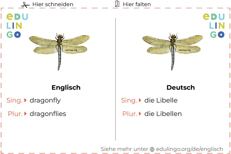 Libelle auf Englisch Vokabelkartei zum Ausdrucken, Üben und Lernen