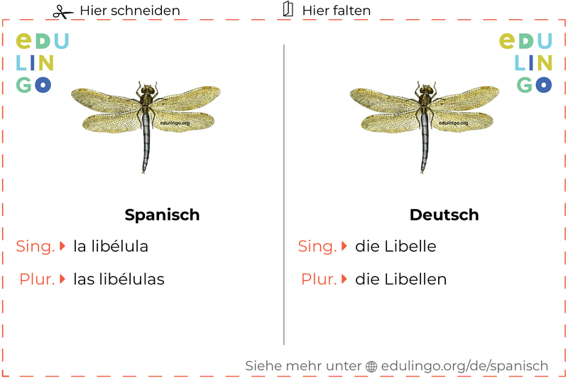 Libelle auf Spanisch Vokabelkartei zum Ausdrucken, Üben und Lernen