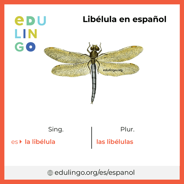 Imagen de vocabulario Libélula en español con singular y plural para descargar e imprimir