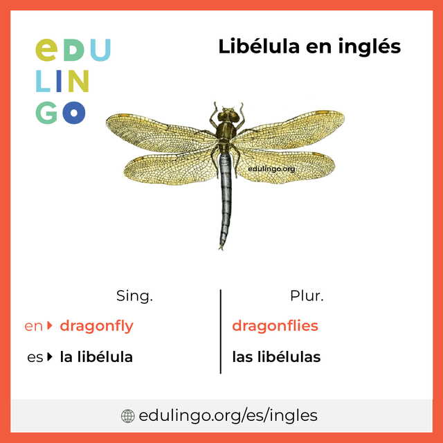 Imagen de vocabulario Libélula en inglés con singular y plural para descargar e imprimir