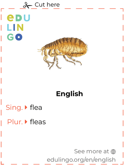 Flea in English vocabulary flashcard for printing, practicing and learning