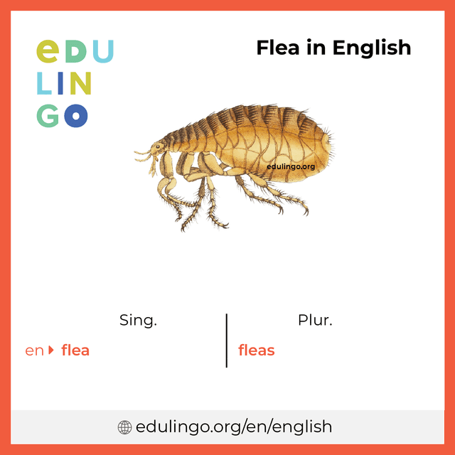 Flea in English vocabulary picture with singular and plural for download and printing
