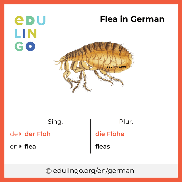 Flea in German vocabulary picture with singular and plural for download and printing