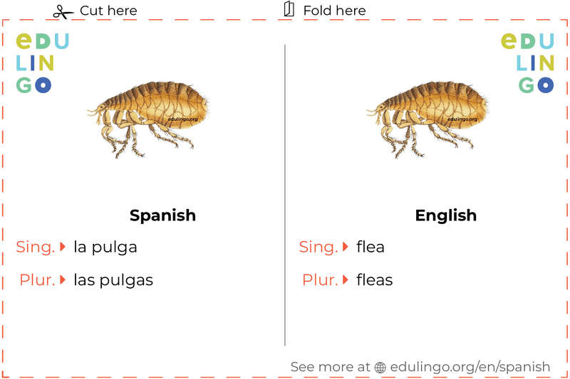 Flea in Spanish vocabulary flashcard for printing, practicing and learning