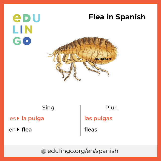 Flea in Spanish vocabulary picture with singular and plural for download and printing