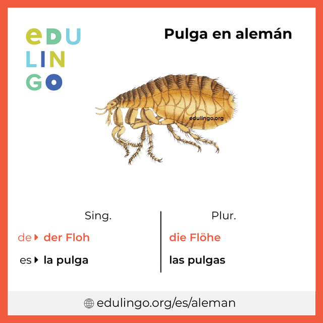 Imagen de vocabulario Pulga en alemán con singular y plural para descargar e imprimir