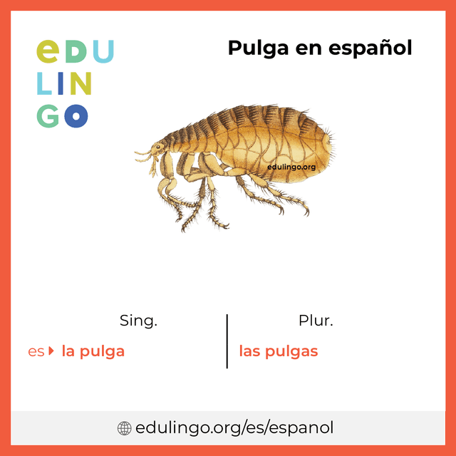 Imagen de vocabulario Pulga en español con singular y plural para descargar e imprimir