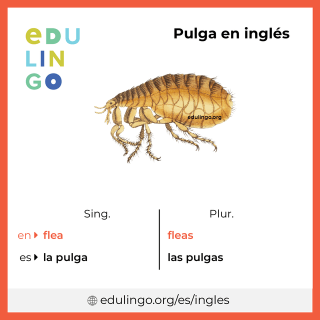 Imagen de vocabulario Pulga en inglés con singular y plural para descargar e imprimir