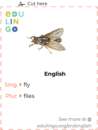 Fly in English vocabulary flashcard for printing, practicing and learning