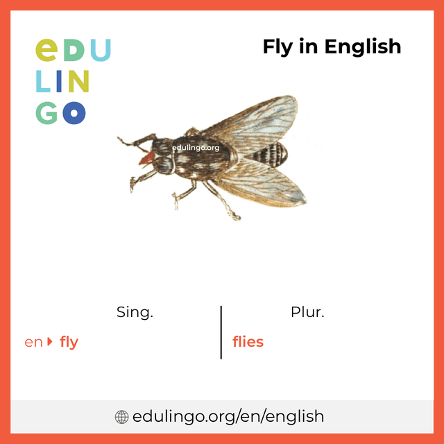 Fly in English vocabulary picture with singular and plural for download and printing