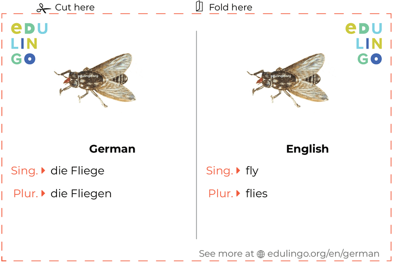 Fly in German vocabulary flashcard for printing, practicing and learning