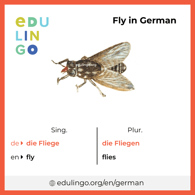 Fly in German vocabulary picture with singular and plural for download and printing