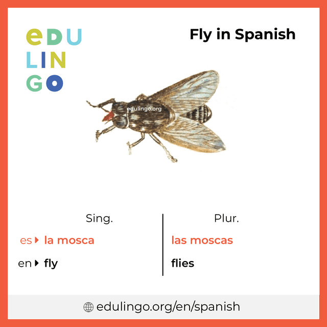 Fly in Spanish vocabulary picture with singular and plural for download and printing