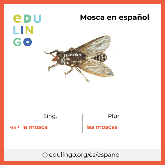 Imagen de vocabulario Mosca en español con singular y plural para descargar e imprimir