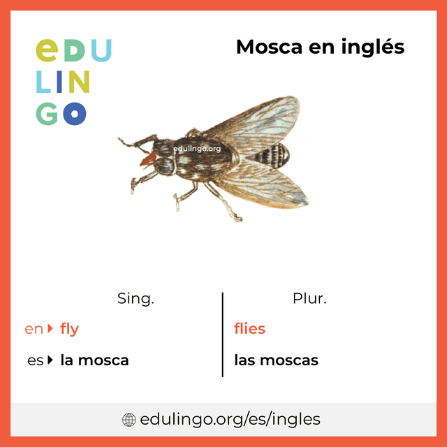 Imagen de vocabulario Mosca en inglés con singular y plural para descargar e imprimir