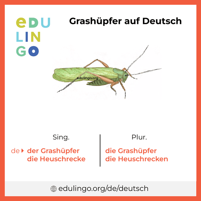 Grashüpfer auf Deutsch Vokabelbild mit Singular und Plural zum Herunterladen und Ausdrucken