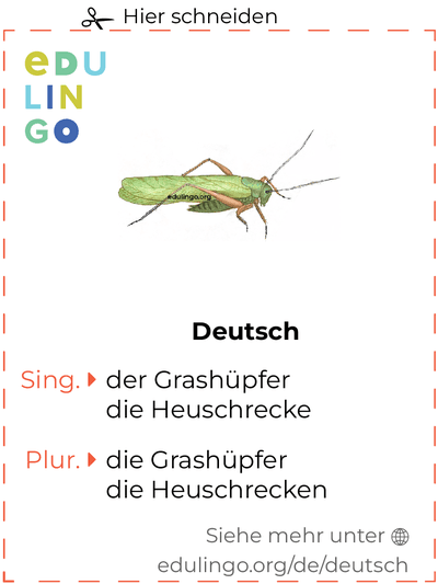 Grashüpfer auf Deutsch Vokabelkartei zum Ausdrucken, Üben und Lernen