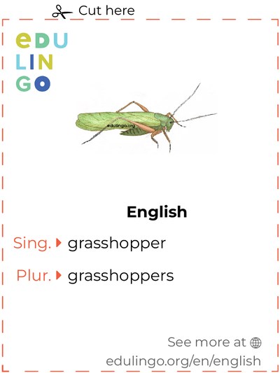 Grasshopper in English vocabulary flashcard for printing, practicing and learning