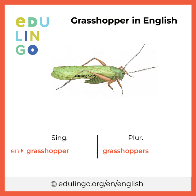Grasshopper in English vocabulary picture with singular and plural for download and printing