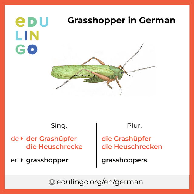 Grasshopper in German vocabulary picture with singular and plural for download and printing