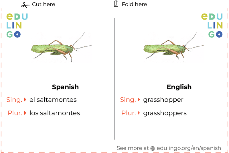 Grasshopper in Spanish vocabulary flashcard for printing, practicing and learning
