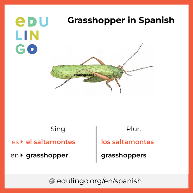 Grasshopper in Spanish vocabulary picture with singular and plural for download and printing