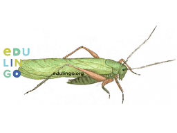 Thumbnail: Grasshopper in German