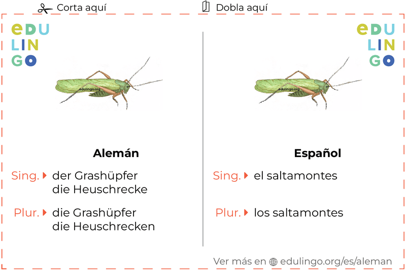 Ficha de Vocabulario Saltamontes en alemán para imprimir, practicar y aprender