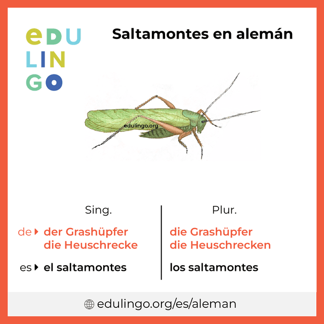 Imagen de vocabulario Saltamontes en alemán con singular y plural para descargar e imprimir