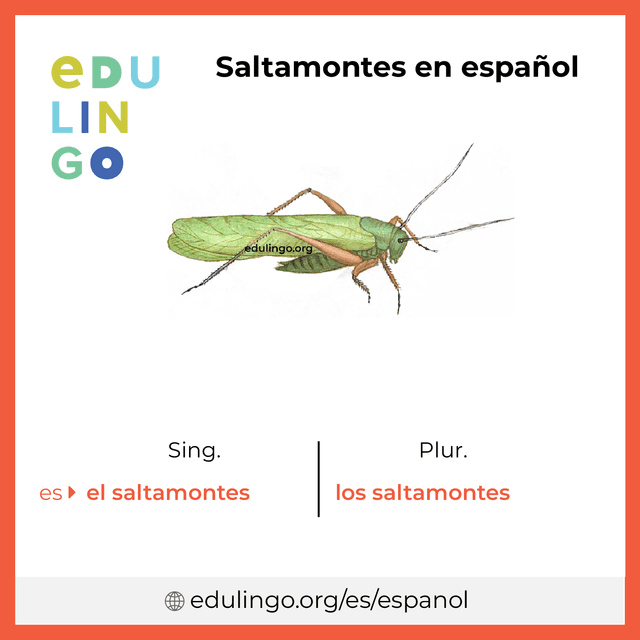 Imagen de vocabulario Saltamontes en español con singular y plural para descargar e imprimir