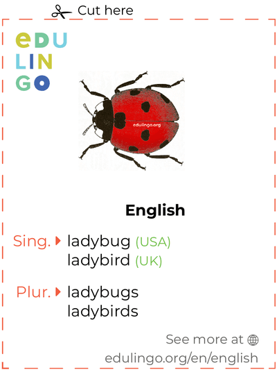 Ladybug in English vocabulary flashcard for printing, practicing and learning