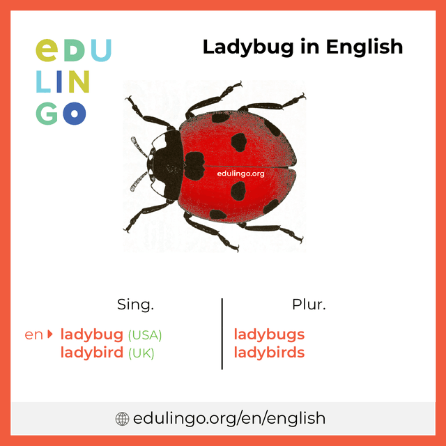 Ladybug in English vocabulary picture with singular and plural for download and printing