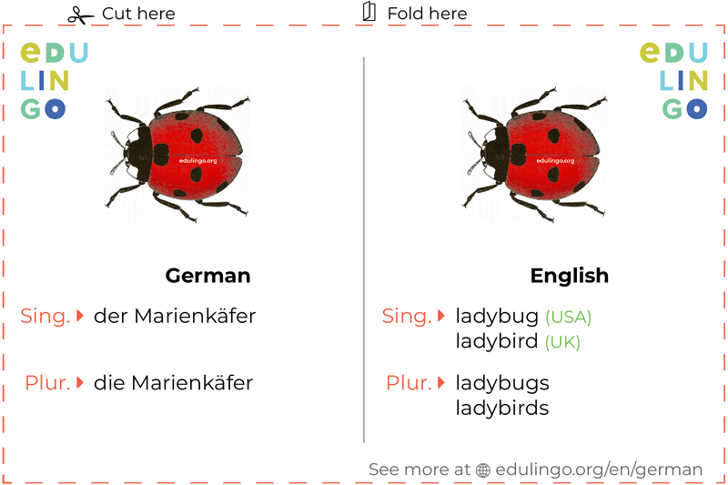 Ladybug in German vocabulary flashcard for printing, practicing and learning