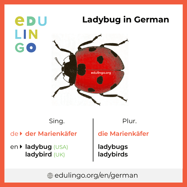 Ladybug in German vocabulary picture with singular and plural for download and printing