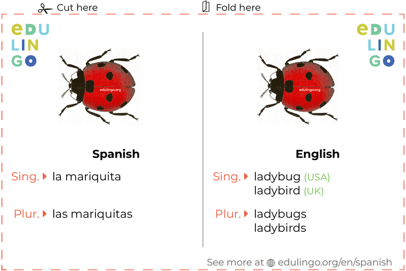 Ladybug in Spanish vocabulary flashcard for printing, practicing and learning