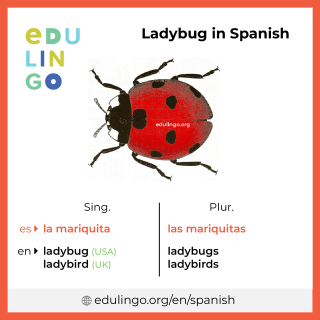 Ladybug in Spanish vocabulary picture with singular and plural for download and printing