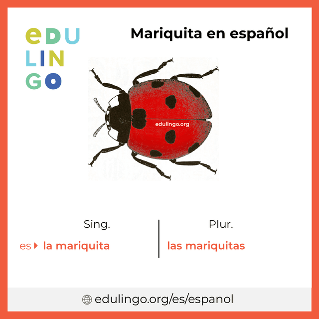 Imagen de vocabulario Mariquita en español con singular y plural para descargar e imprimir