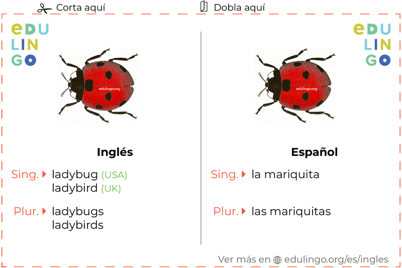Ficha de Vocabulario Mariquita en inglés para imprimir, practicar y aprender