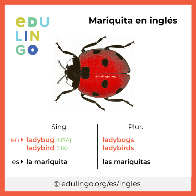 Imagen de vocabulario Mariquita en inglés con singular y plural para descargar e imprimir