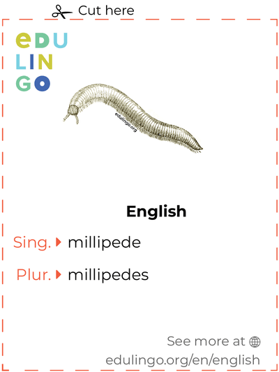 Millipede in English vocabulary flashcard for printing, practicing and learning