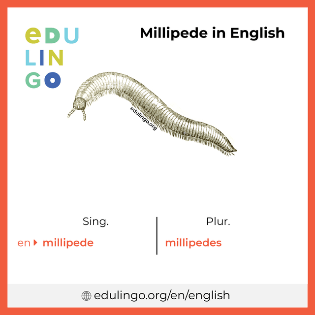 Millipede in English vocabulary picture with singular and plural for download and printing