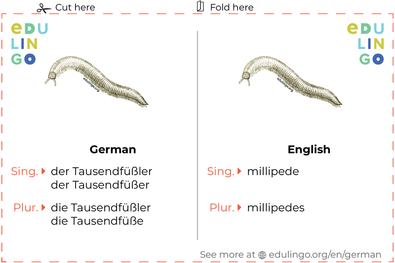 Millipede in German vocabulary flashcard for printing, practicing and learning