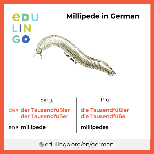 Millipede in German vocabulary picture with singular and plural for download and printing